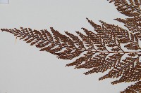 杯狀蓋陰石蕨藏品圖，第4張