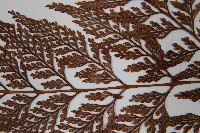 杯狀蓋陰石蕨藏品圖，第5張