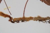 杯狀蓋陰石蕨藏品圖，第3張