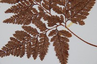 杯狀蓋陰石蕨藏品圖，第4張