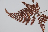 杯狀蓋陰石蕨藏品圖，第5張