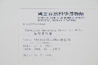 海州骨碎補藏品圖，第2張