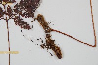 海州骨碎補藏品圖，第3張