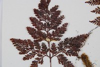 海州骨碎補藏品圖，第4張