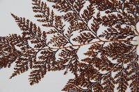 海州骨碎補藏品圖，第5張