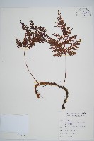 海州骨碎補藏品圖，第1張