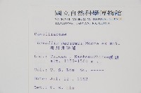 海州骨碎補藏品圖，第2張