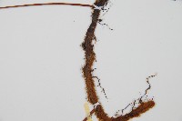 海州骨碎補藏品圖，第3張