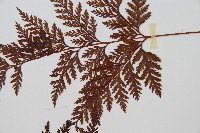 海州骨碎補藏品圖，第4張