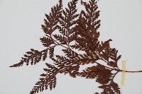 海州骨碎補藏品圖，第5張