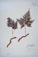 海州骨碎補藏品圖，第1張