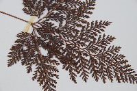 海州骨碎補藏品圖，第3張