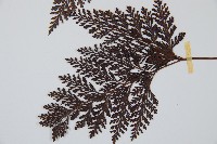 海州骨碎補藏品圖，第4張