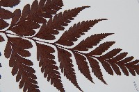 闊葉骨碎補藏品圖，第5張