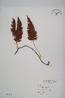 馬來陰石蕨藏品圖，第1張