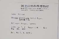 馬來陰石蕨藏品圖，第2張