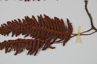 馬來陰石蕨藏品圖，第3張