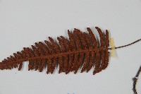 馬來陰石蕨藏品圖，第4張
