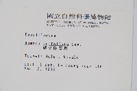 鱗葉陰石蕨藏品圖，第2張