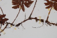 鱗葉陰石蕨藏品圖，第3張