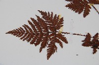 鱗葉陰石蕨藏品圖，第4張