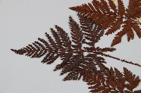 鱗葉陰石蕨藏品圖，第5張