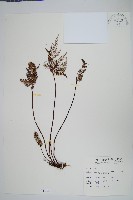 長柄粉背蕨藏品圖，第1張
