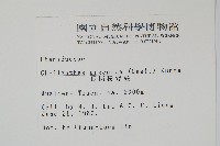 長柄粉背蕨藏品圖，第2張