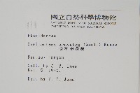 長柄粉背蕨藏品圖，第2張