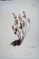 長柄粉背蕨藏品圖，第1張