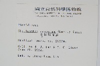 長柄粉背蕨藏品圖，第2張