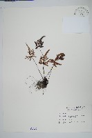 長柄粉背蕨藏品圖，第1張