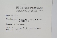 長柄粉背蕨藏品圖，第2張