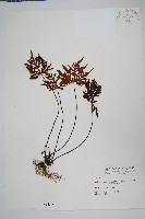 長柄粉背蕨藏品圖，第1張