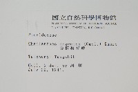 長柄粉背蕨藏品圖，第2張