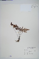 長柄粉背蕨藏品圖，第1張