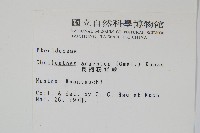 長柄粉背蕨藏品圖，第2張