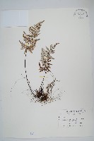 深山粉背蕨藏品圖，第1張