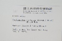 深山粉背蕨藏品圖，第2張