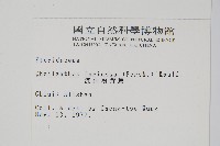 深山粉背蕨藏品圖，第2張