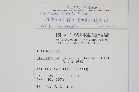 臺灣粉背蕨藏品圖，第2張