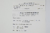 臺灣粉背蕨藏品圖，第2張