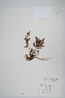 深山粉背蕨藏品圖，第1張