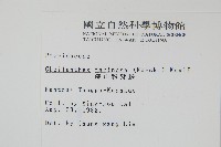 深山粉背蕨藏品圖，第2張