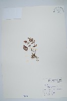 毛碎米蕨藏品圖，第1張