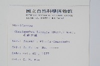 毛碎米蕨藏品圖，第2張