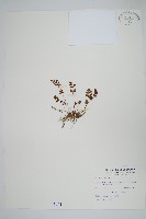 毛碎米蕨藏品圖，第1張