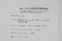 毛碎米蕨藏品圖，第2張