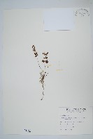 毛碎米蕨藏品圖，第1張