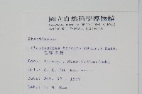 毛碎米蕨藏品圖，第2張